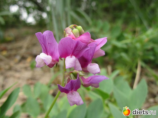 Украшение прибрежных дюн, альбом: ...мир бездонный...
