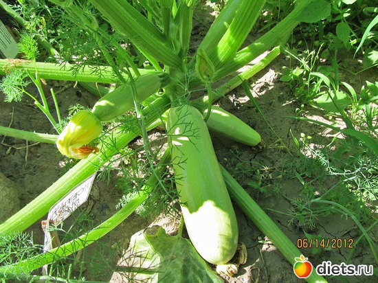 2 ����: ���-������