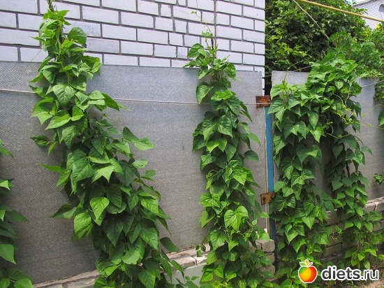 4 ����: ���-������