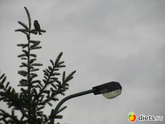 На ель пичуга..., альбом: ...мир бездонный...