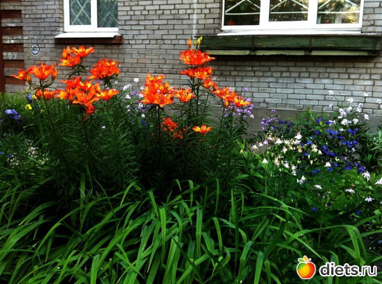 5 ����: ������������