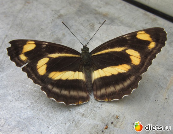 2 ����: ����