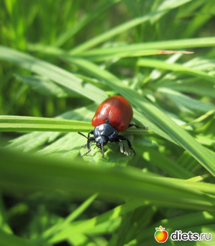 5 ����: ����