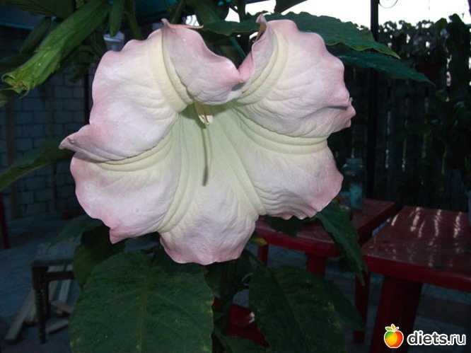 4 ����: ��������, ��������