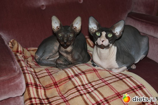 1 ����: ��� �����������