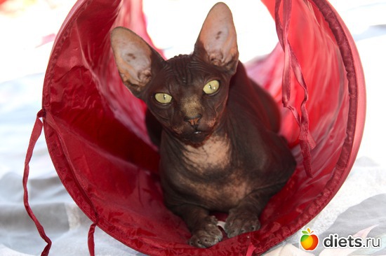 4 фото: мои сфинксятики