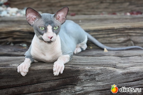 5 фото: мои сфинксятики