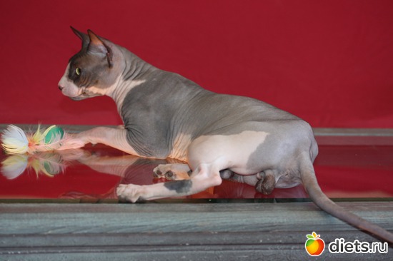 6 фото: мои сфинксятики