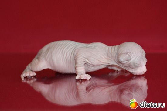 7 фото: мои сфинксятики