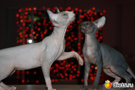 8 фото: мои сфинксятики