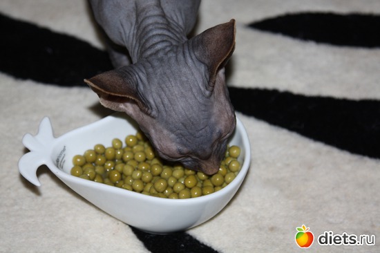 9 фото: мои сфинксятики