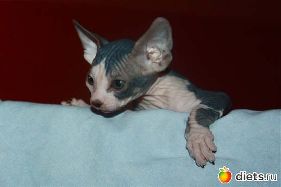 10 ����: ��� �����������