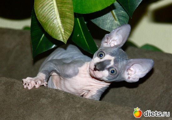 11 фото: мои сфинксятики