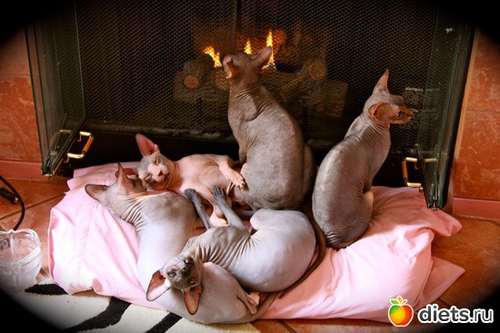 12 фото: мои сфинксятики