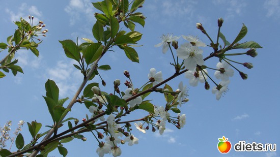 ������� �����!, ������: ��� ���