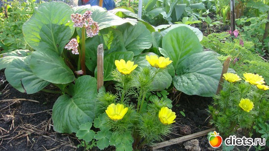 ������ ����������� � ����� ����., ������: ��� ���