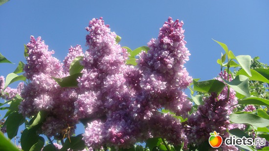 "���������" ������ ���!, ������: ��� ���