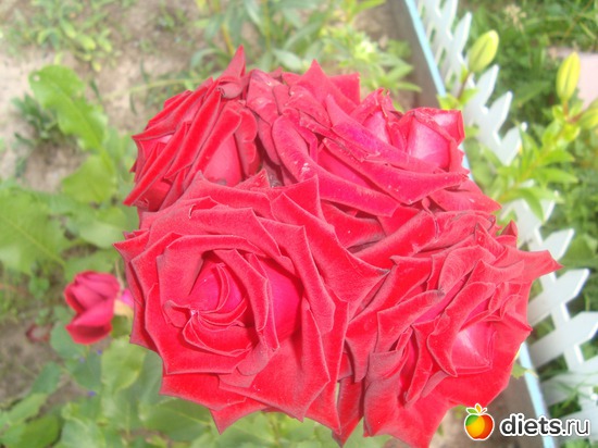 Первая роза., альбом: Цветы на даче.