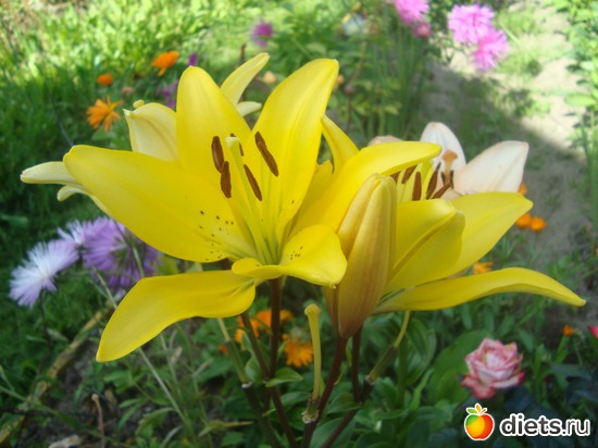 Лилии, альбом: Цветы на даче.