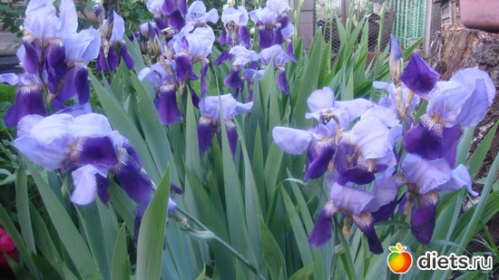 �����, ������: ��� ���