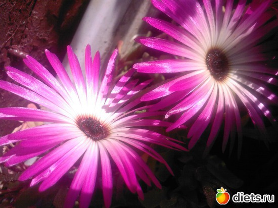 10 фото: Цветы на даче.