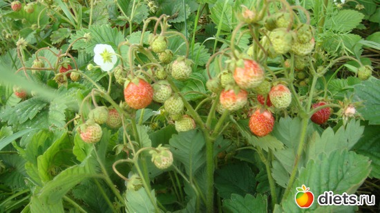 ��������., ������: ��� ���