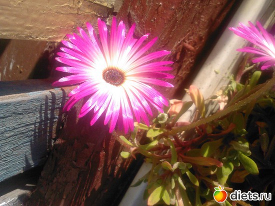 Не знаю названия., альбом: Цветы на даче.