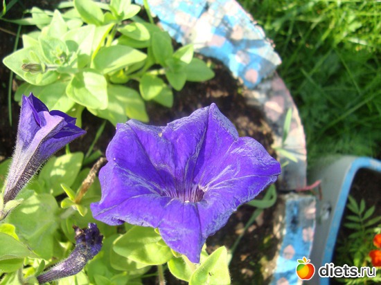 14 фото: Цветы на даче.