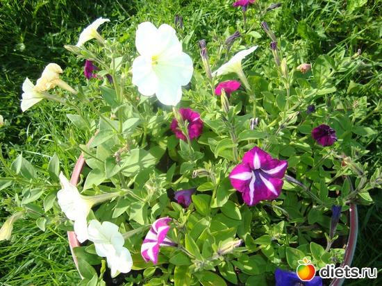 Петуния, альбом: Цветы на даче.