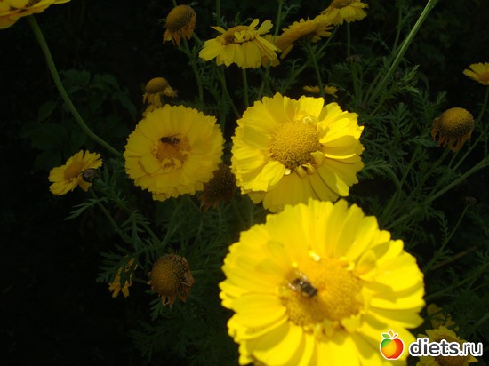 18 фото: Цветы на даче.