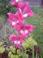 Гладиолус.