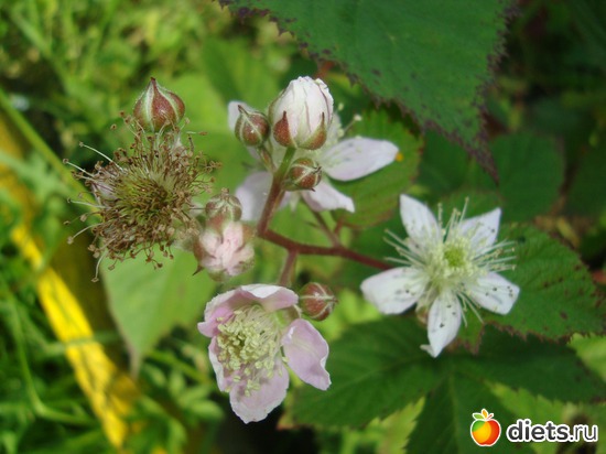 Ежевика цветёт., альбом: Цветы на даче.
