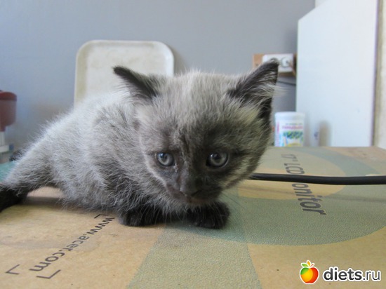 1 ����: �������