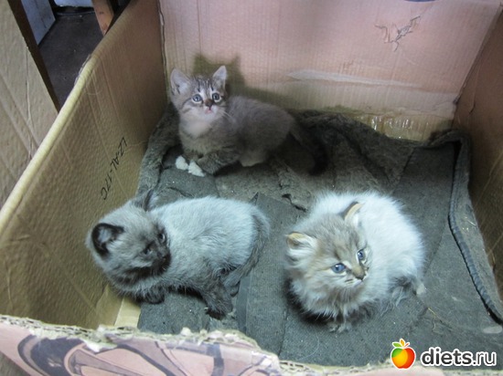 2 ����: �������