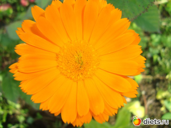 Ноготок., альбом: Цветы на даче.