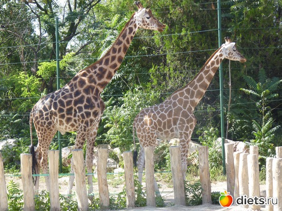 6 ����: ��������