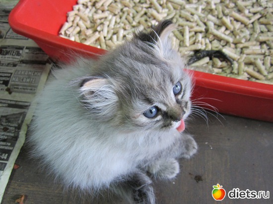 3 ����: �������