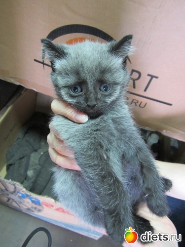 4 ����: �������