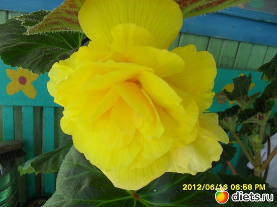 Бегония., альбом: Цветы на даче.