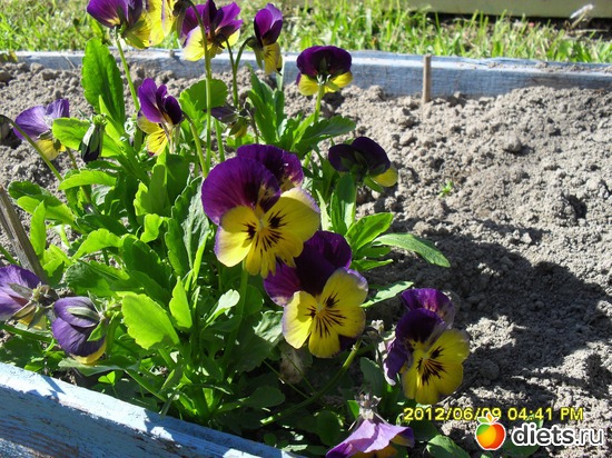 Анютины глазки., альбом: Цветы на даче.