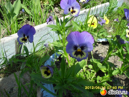 Анютины глазки., альбом: Цветы на даче.