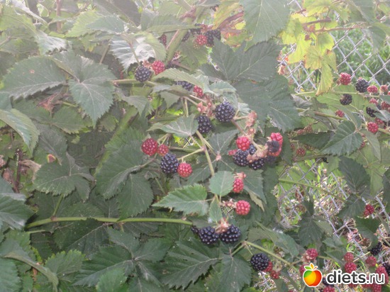 4 ����: ��� � ���������