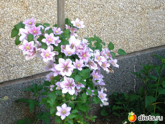 5 ����: ��� � ���������