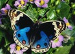    25.06  Lady-butterfly!