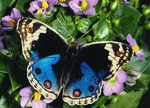    25.06  Lady-butterfly!