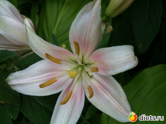   , : . .   2012.  2012