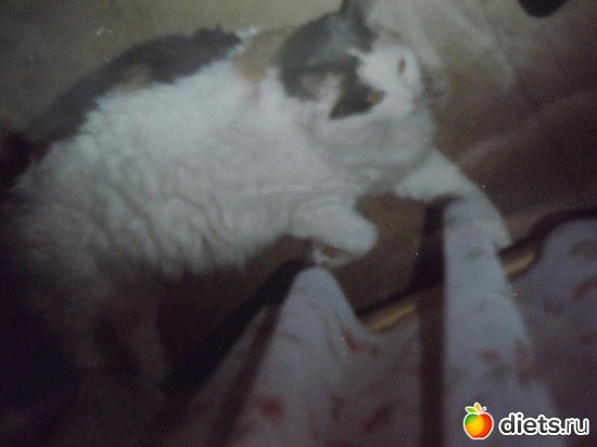 14 ����: ��� ��������