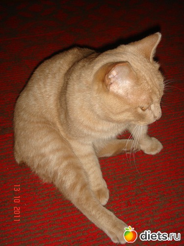 14 фото: Усатые - полосатые