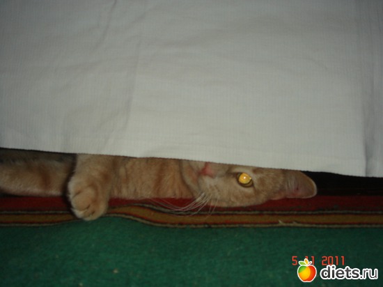 15 фото: Усатые - полосатые