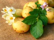 День картофеля!
